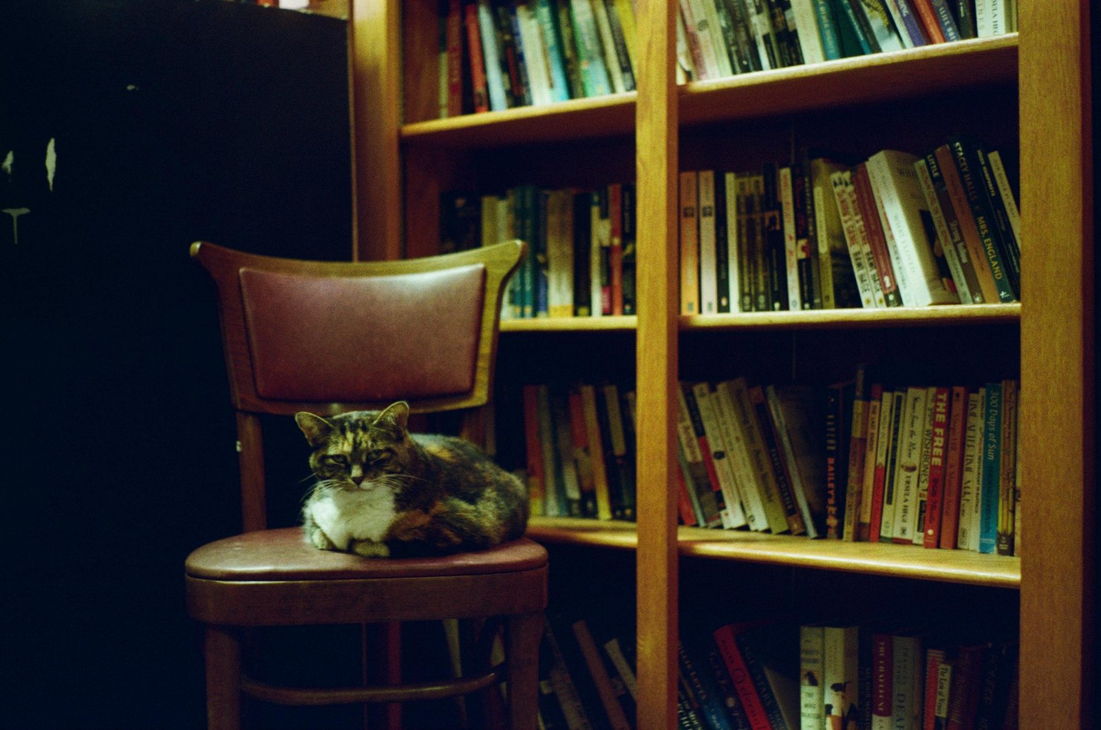 A cat sitting on a chair beside a bookshelf